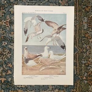 Antique Ornithological Bird Print Original seagulls on beach